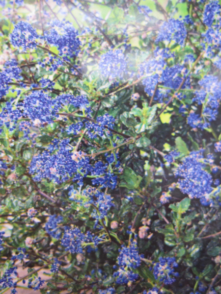 Hochstamm Säckelblume Blue Sapphire ® 3